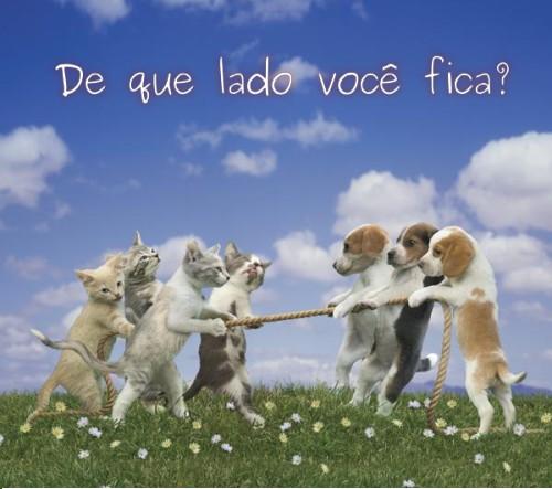 Imagem Cães ou gatos, somos seres de DEUS. Não nos maltrate ou nos abandone... Selecione a Imagem
